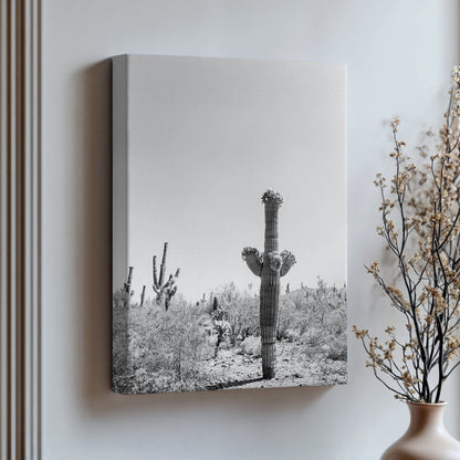 Black and White Saguaro Cactus 1