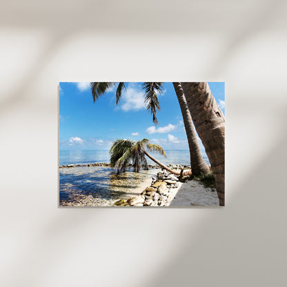 Belize Palm Trees 2