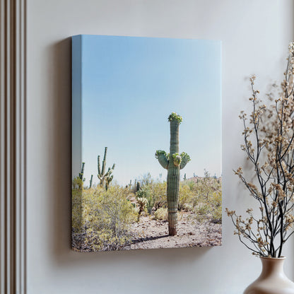 Saguaro Cactus