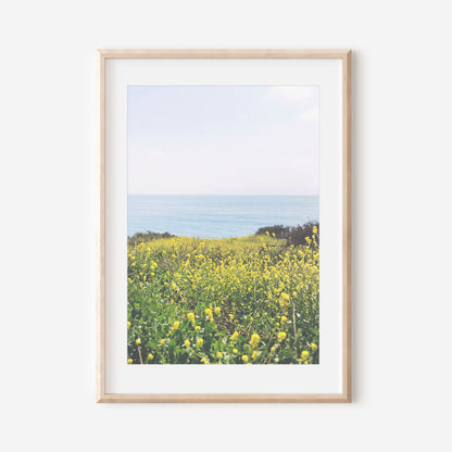 Coastal Wildflowers 1