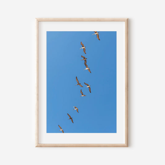 Birds in Flight