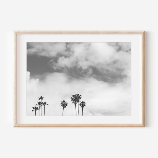 Black and White Palm Trees