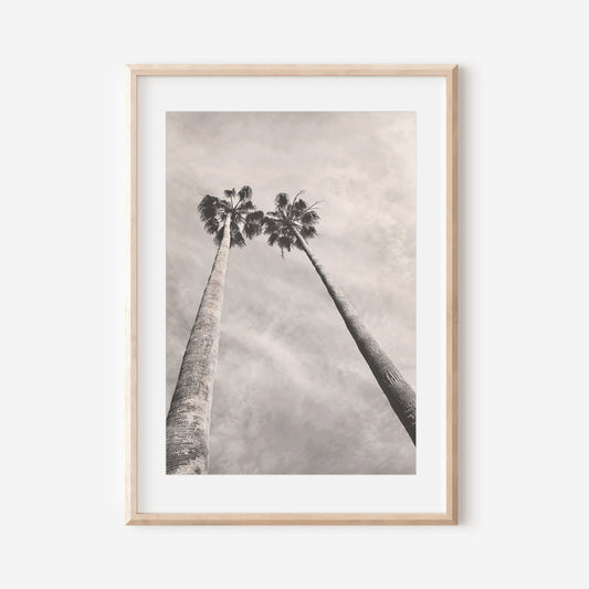 Black and White Palm Trees 2