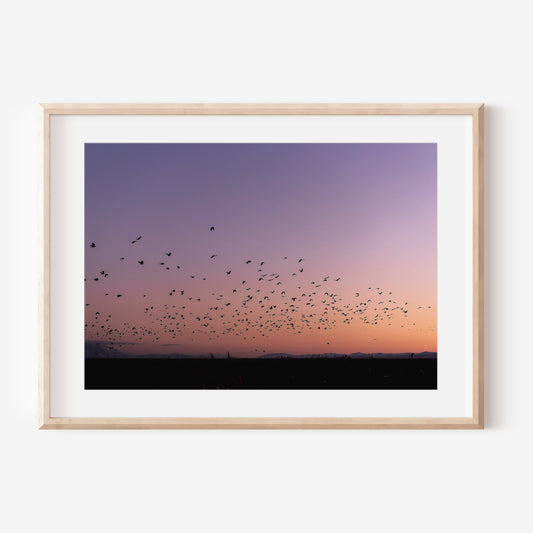 Flock of Birds at Sunset