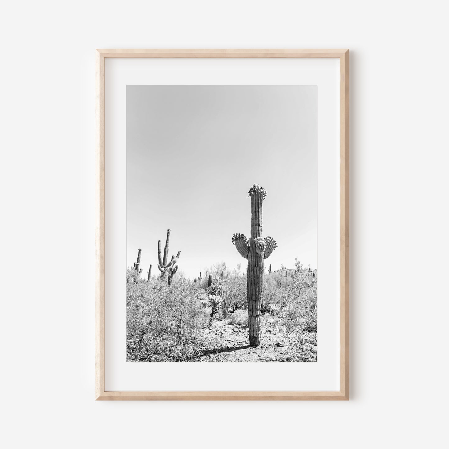 Black and White Saguaro Cactus 1