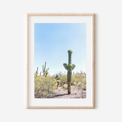 Saguaro Cactus