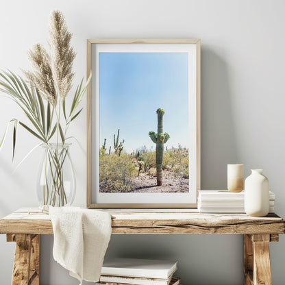 Saguaro Cactus