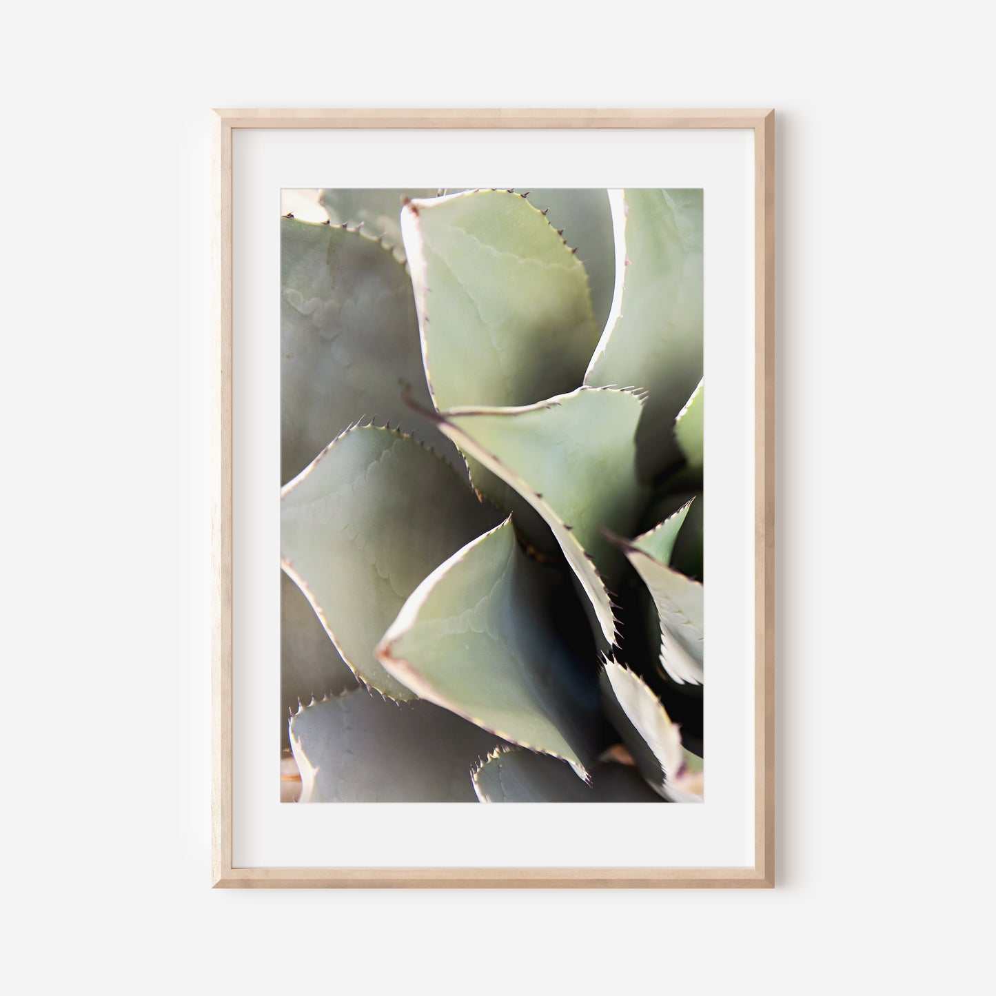 Desert Succulent 1