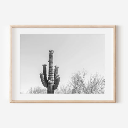 Black and White Saguaro Cactus 2