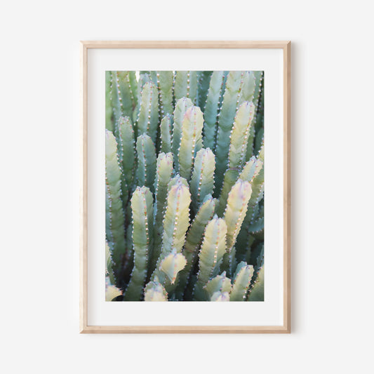 Desert Succulent 2