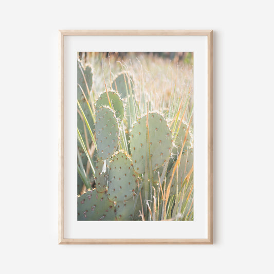 Prickly Pear Cactus 1