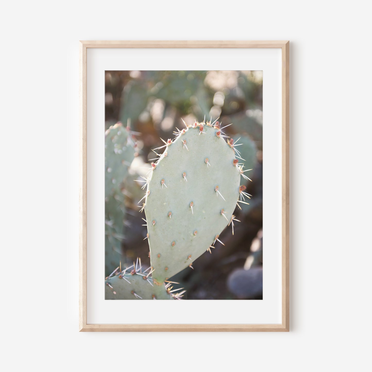 Prickly Pear Cactus 2