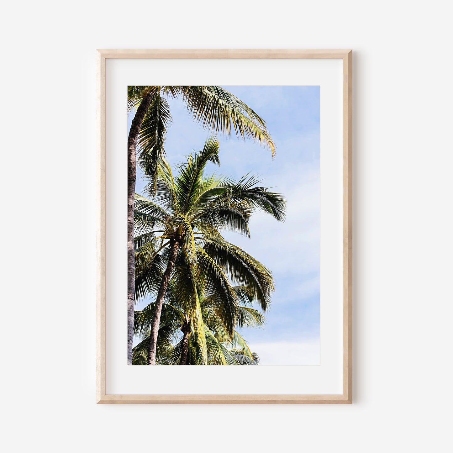 Palm Trees