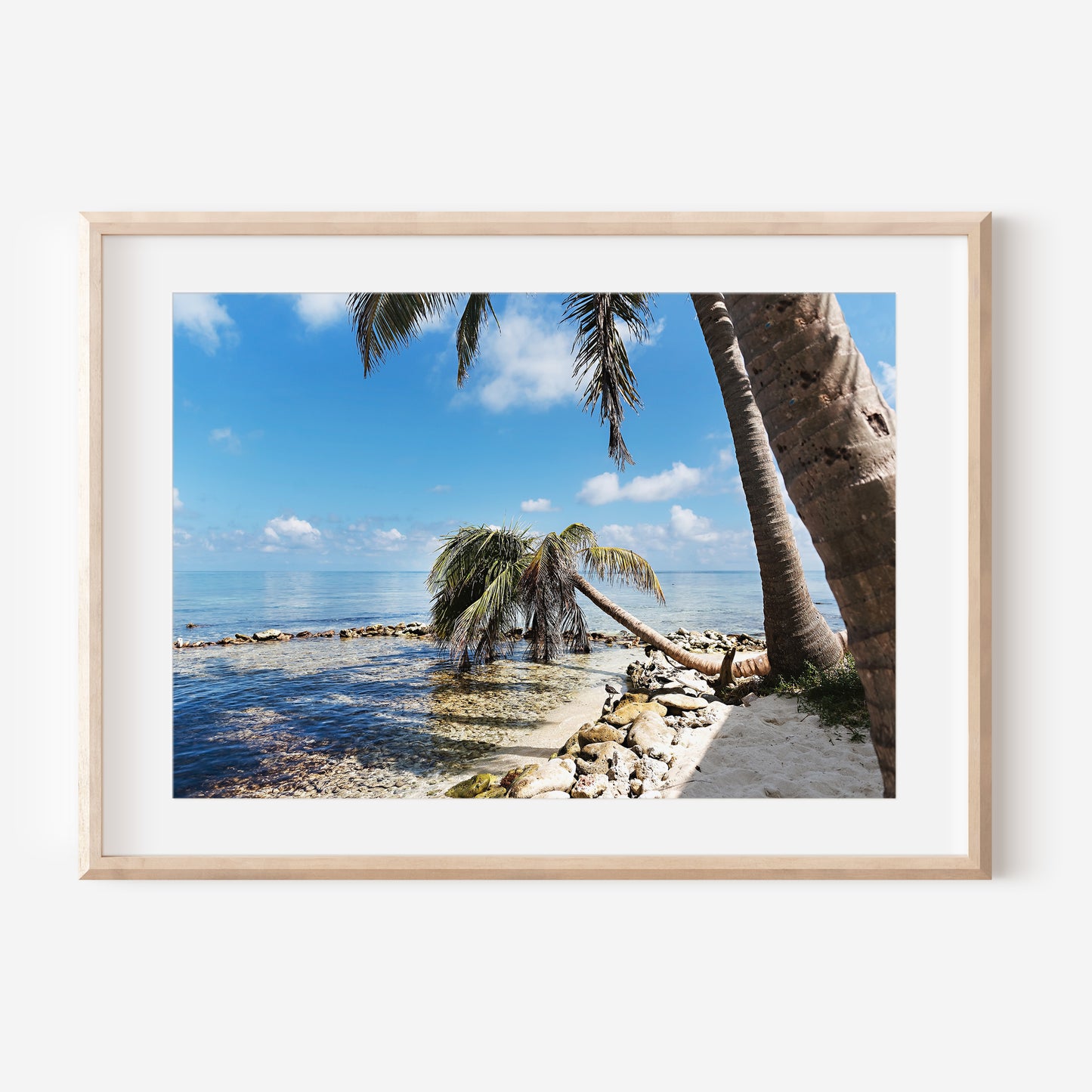 Belize Palm Trees 2