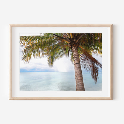 Belize Palm Trees 3